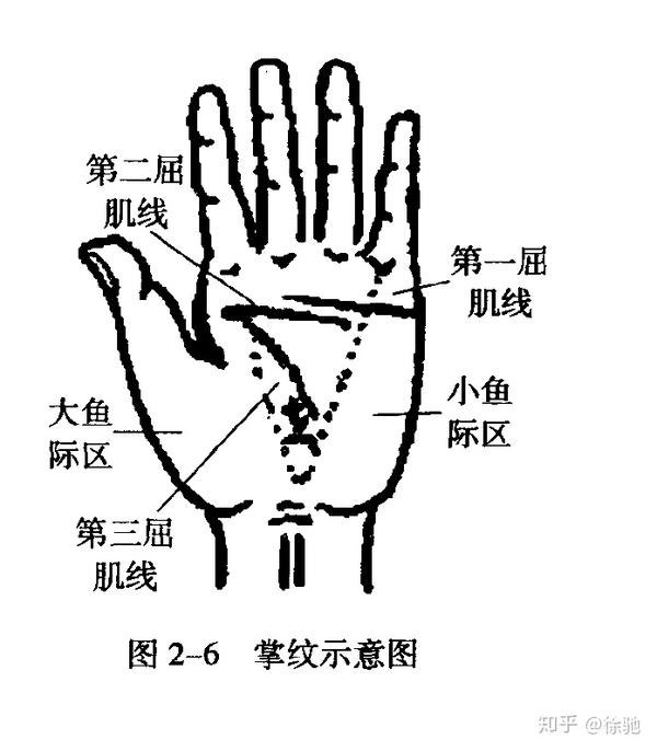 【皮纹学】怎样利用指纹和掌纹评估学习与运动潜力