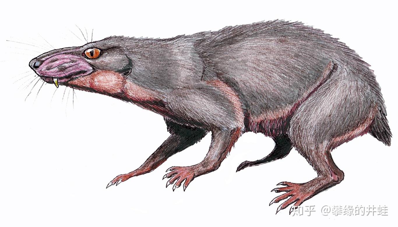 又是卡鲁盆地,水龙兽组合带,弱颌兽科的olivierosuchus parringtoni.