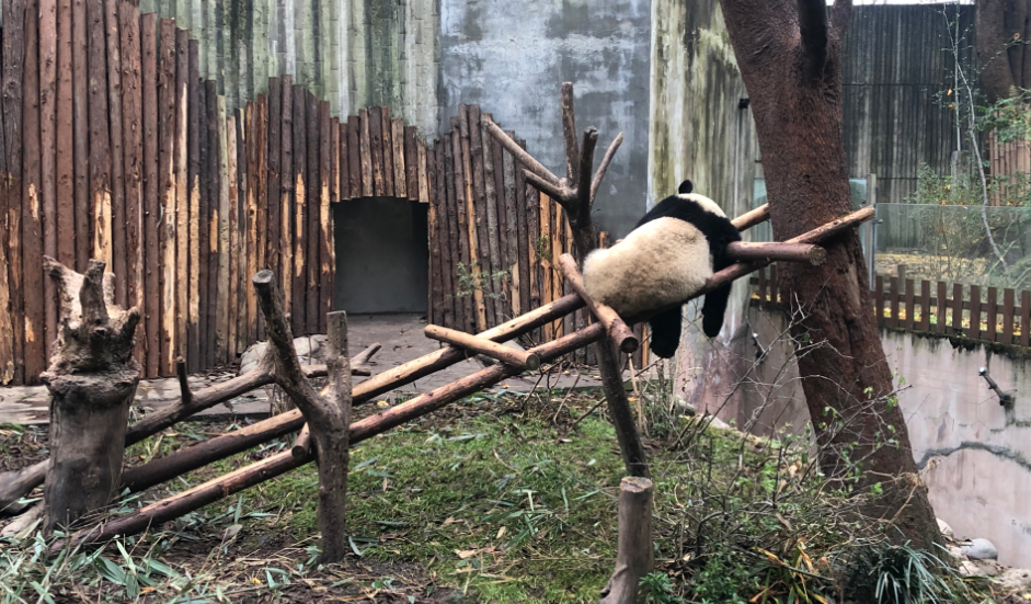 成都熊猫基地滚滚开始搬家啦