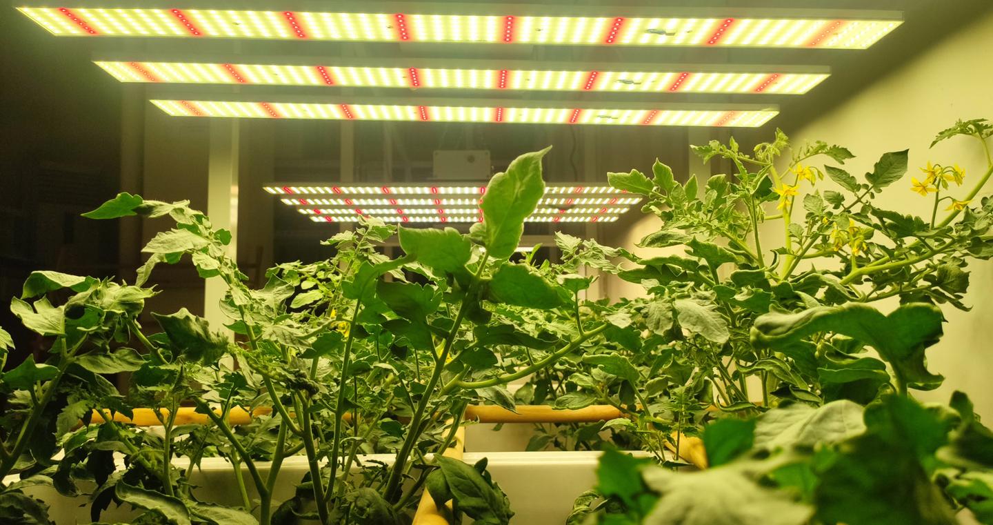 Led植物灯和激光植物灯有什么好争论的 知乎 Led植物灯和激光植物灯有什么好争论的 知乎