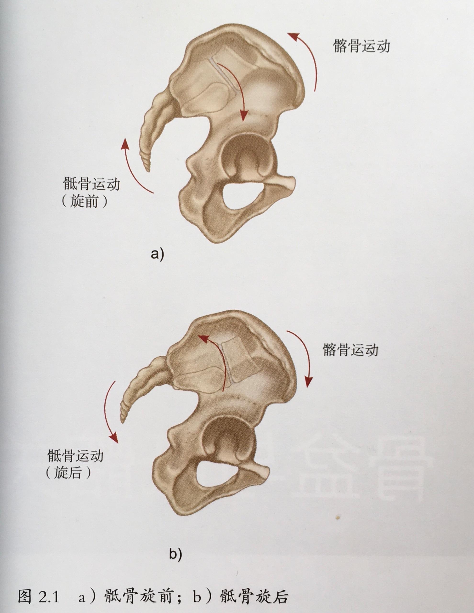 异常体态（14）：可能导致骨盆后倾的姿势 - 知乎