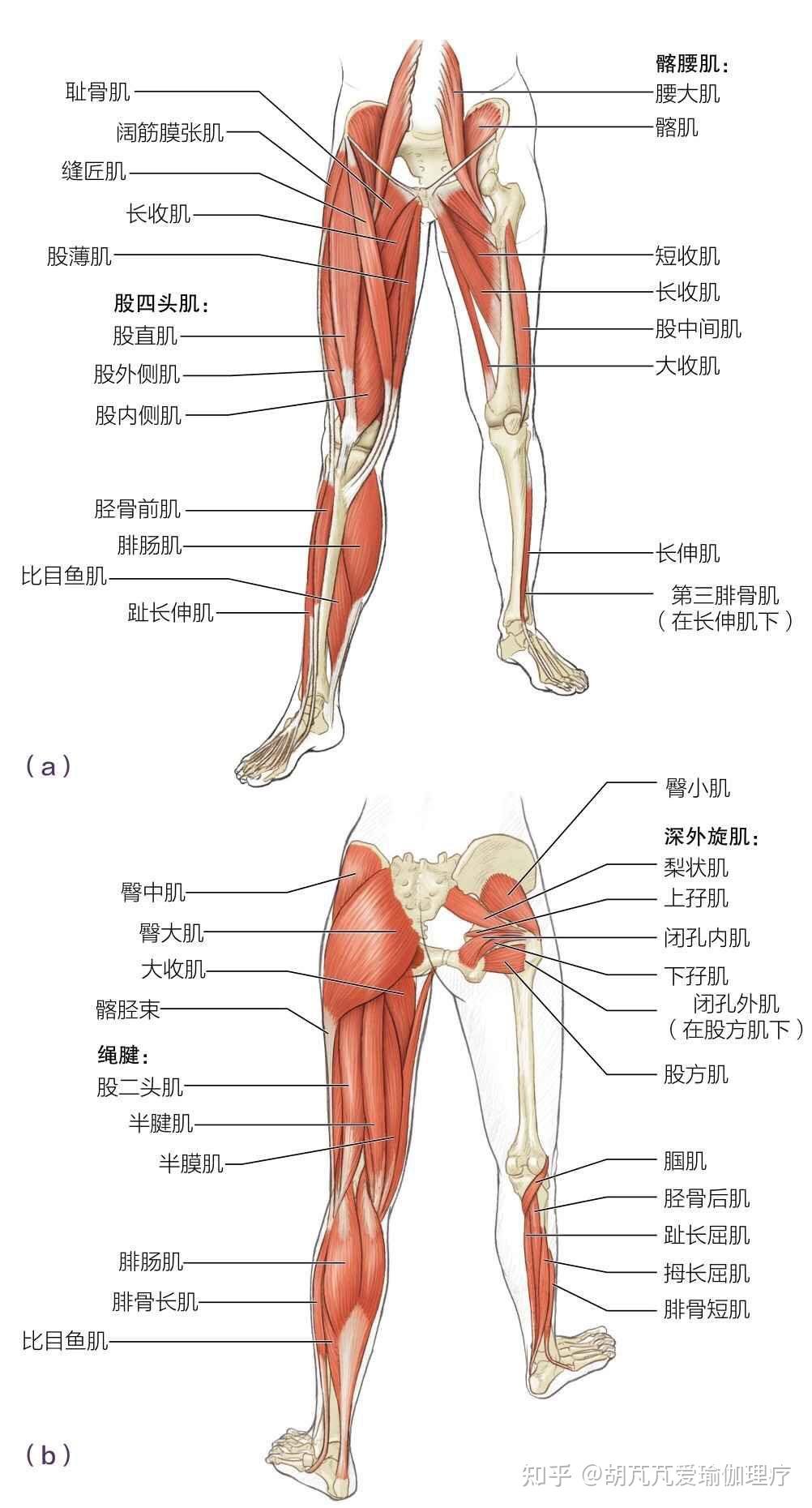 这两块肌肉就是我们的腰大肌以及梨状肌,它们位于腰背部脊柱以及股骨
