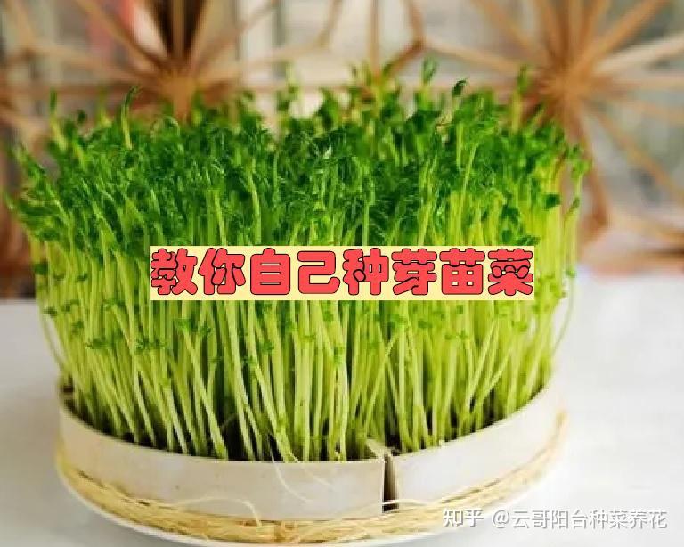 在家如何自己种芽苗菜? - 知乎