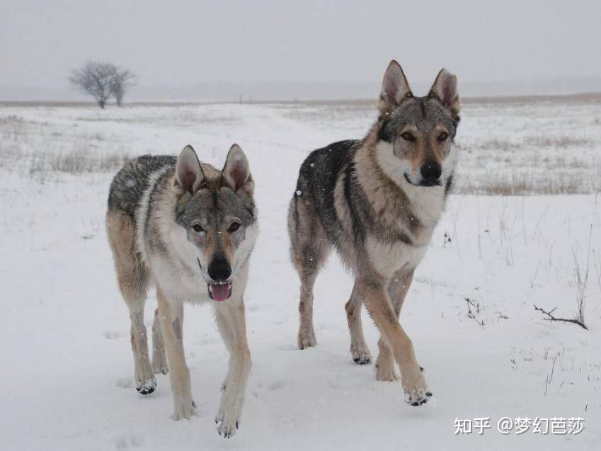 捷克狼犬活泼,反应敏捷,勇敢无惧 - 知乎