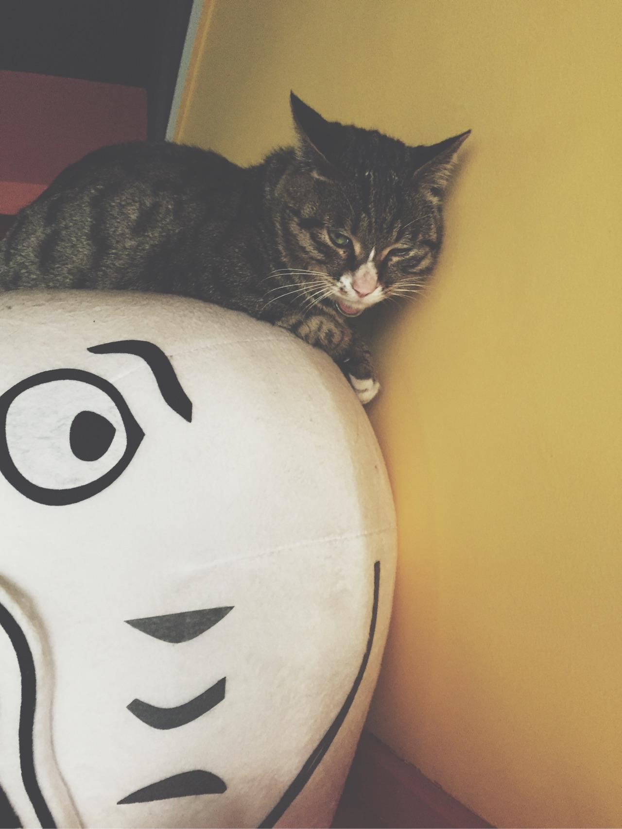 给猫绝育是否太残忍? - 动物绝育 - 知乎