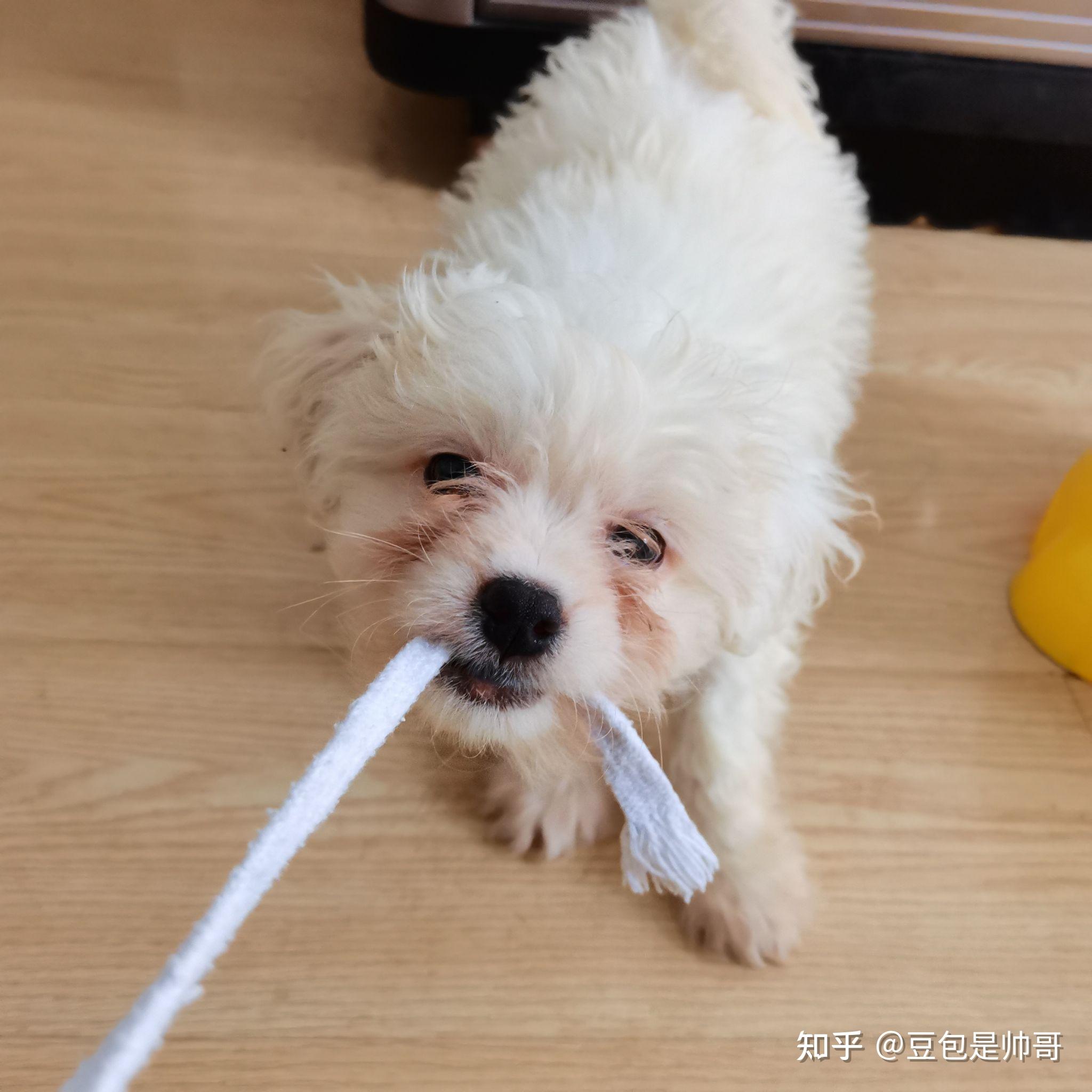 比熊豆包的成長史