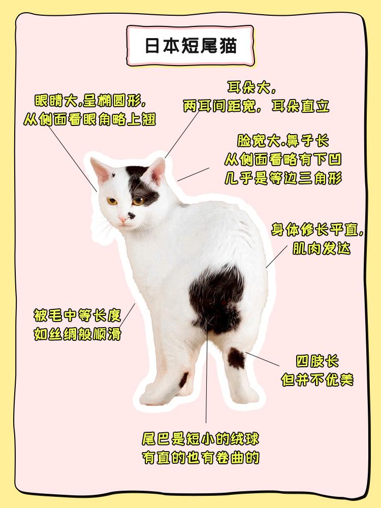 猫图鉴日本短尾猫知道招财猫吗你养不到