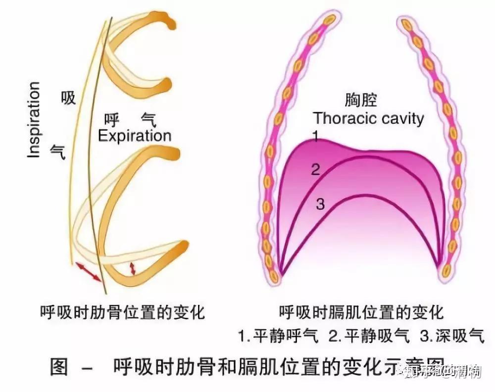 所谓呼吸,很推荐去采用腹式呼吸,也就是加大膈肌的作用,吸气时,膈肌横