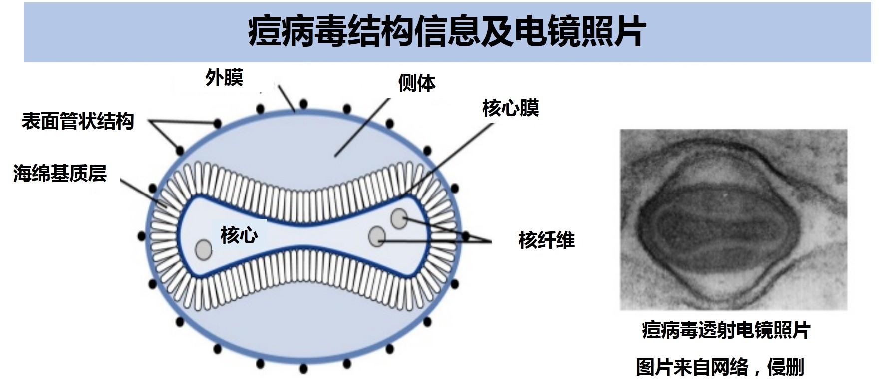 在mv中,病毒的外膜(outer membrane)上还有很多管状结构的蛋白.