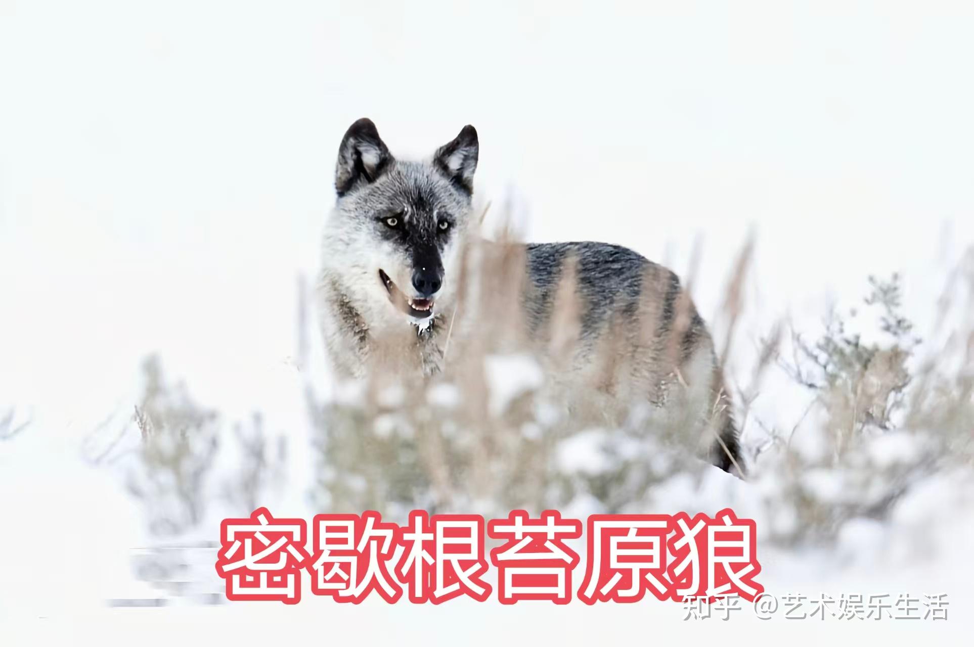 灰狼的40个亚种,它们曾经辉煌的生活在世界的各个角落 - 知乎