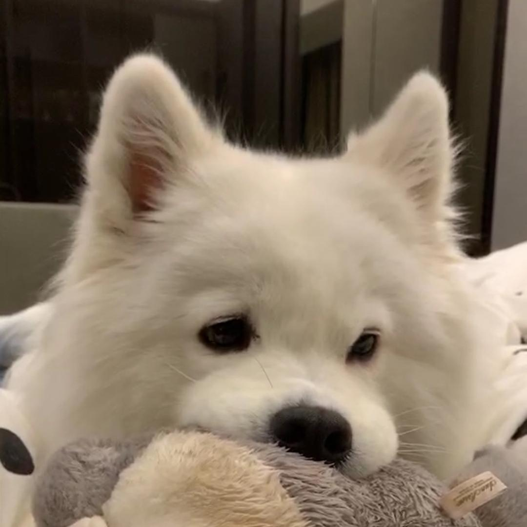 有没有萨摩耶可可爱爱的头像