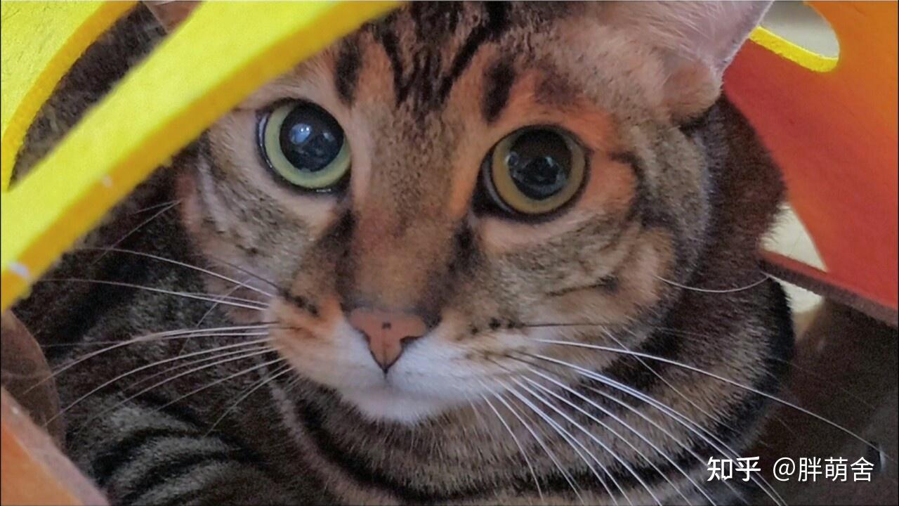 狸花猫是中国特有品种吗?揭秘中华田园猫的真正起源和身份 - 知乎