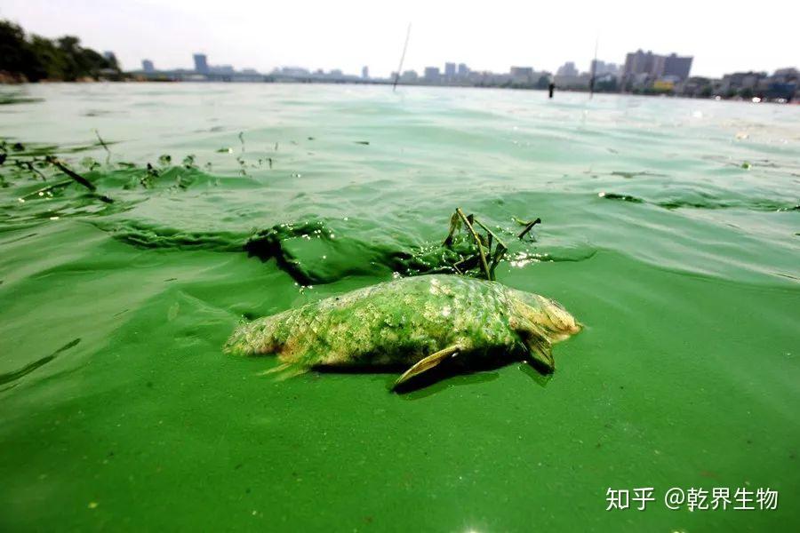 其实水中的藻类也是存在一个竞争的关系的,鱼塘的藻类大约的可以分为