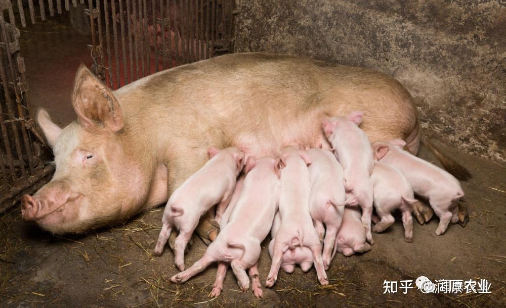 土杂猪,外三元猪、内三元猪有啥区别? - 知乎