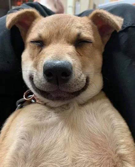 流浪小黄狗被收养两个月,捡了三次钱回家,主人:从没教过!