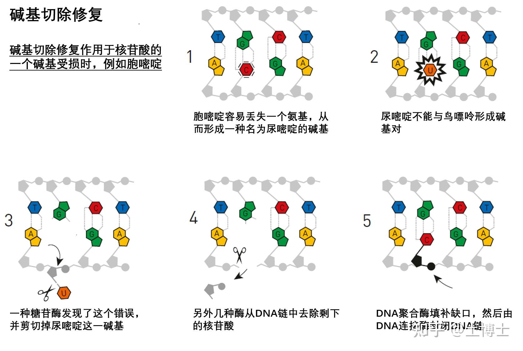 官方解读：2015年诺贝尔化学奖（DNA修复） - 知乎