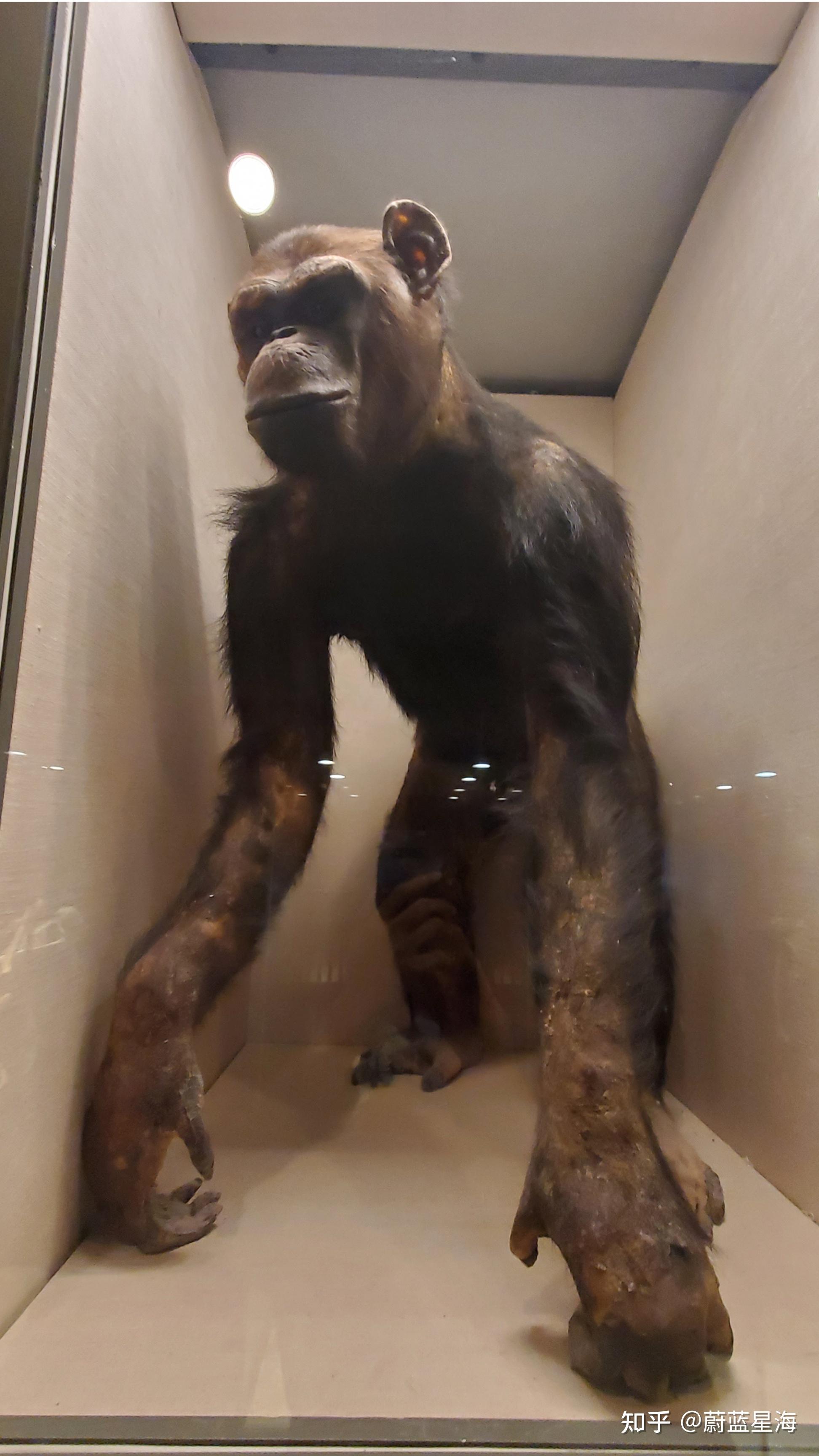 《猩球崛起》灵长类展厅有一面墙会有一系列灵长类动物的掌印,大猩猩