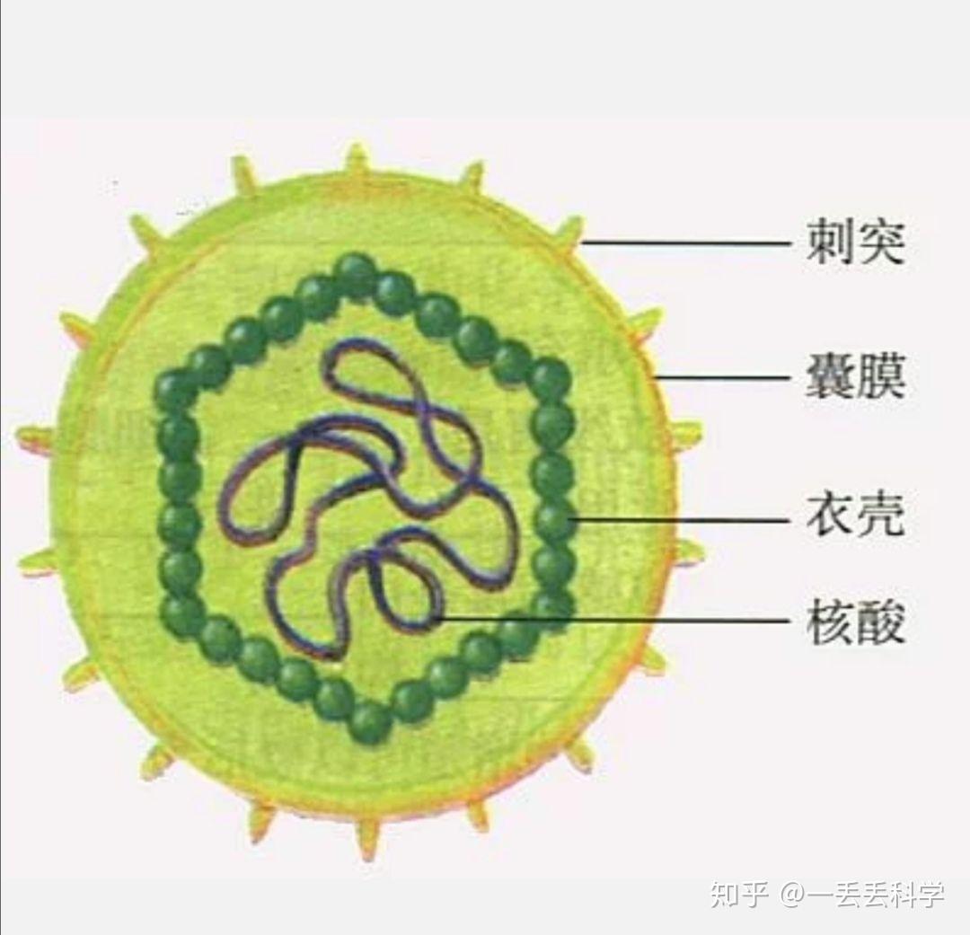 包膜病毒图片