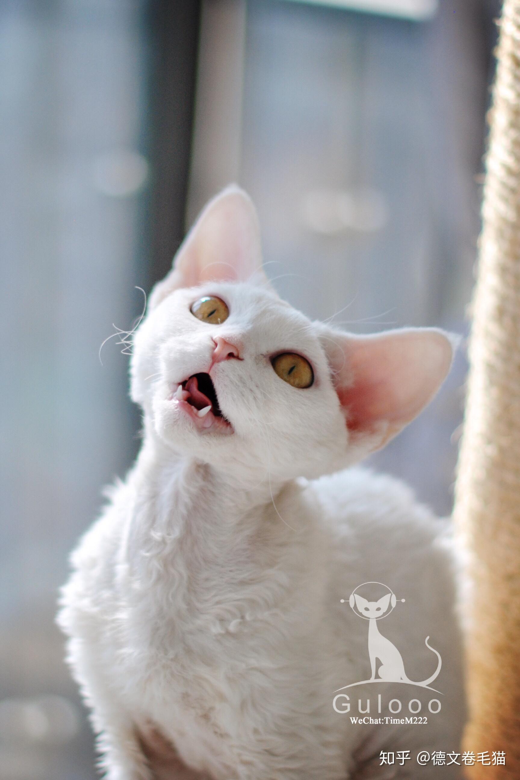 养德文卷毛猫是一种怎么样的体验? - 知乎