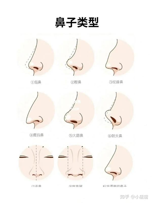 鼻子的类型 - 知乎