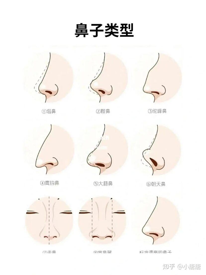 鼻子的类型 - 知乎