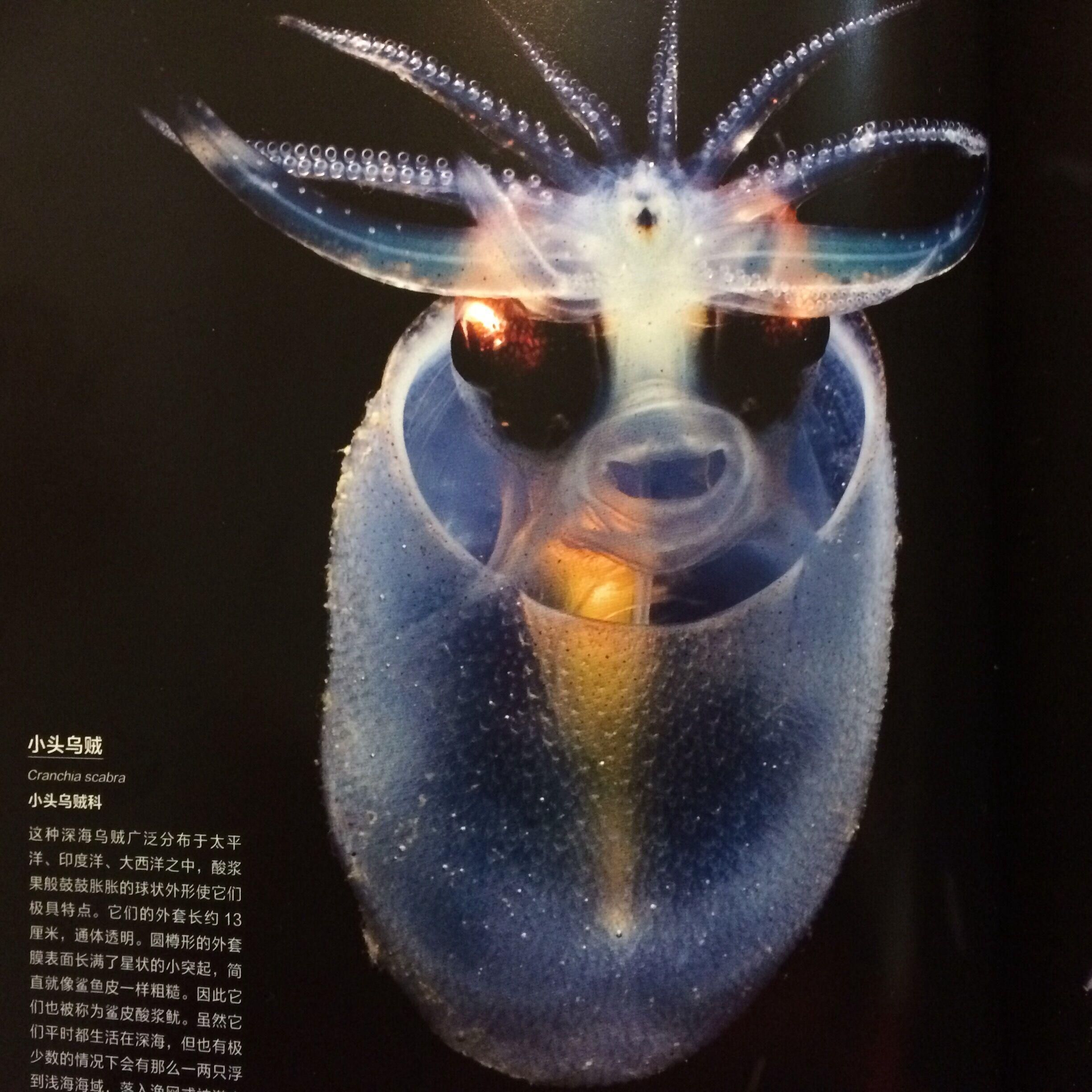 小头乌贼,分布于太平洋,印度洋,大西洋之中.