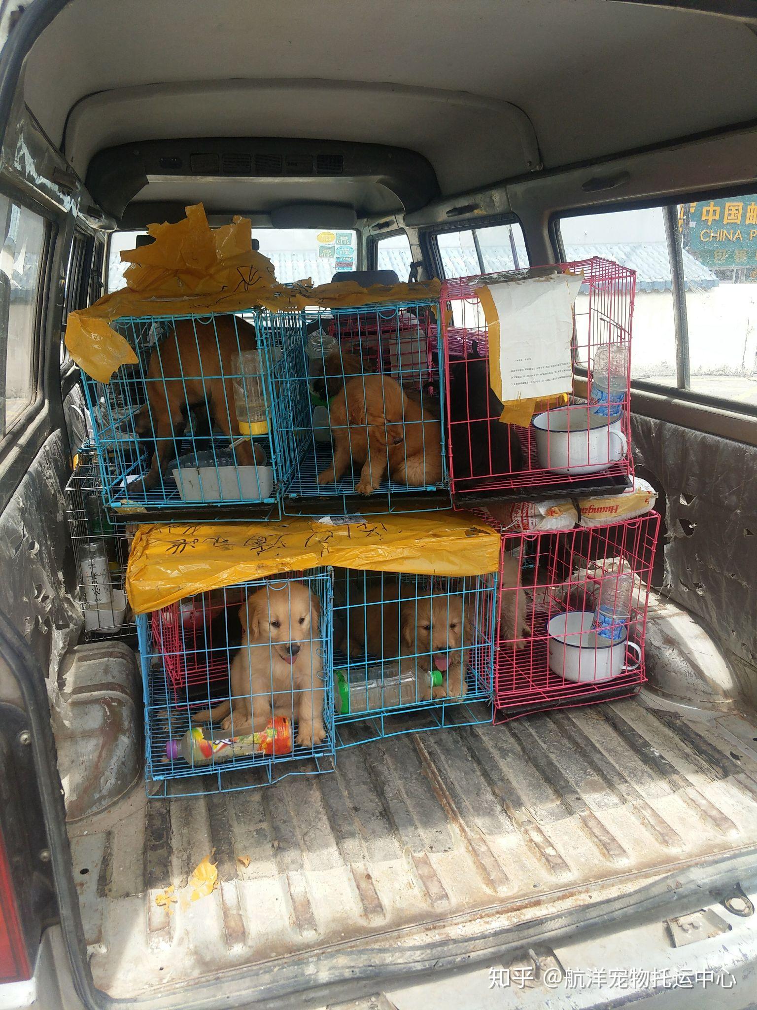 宠物航空国内,国际托运,宠物随机托运,随车托运,大巴车托运,火车托运