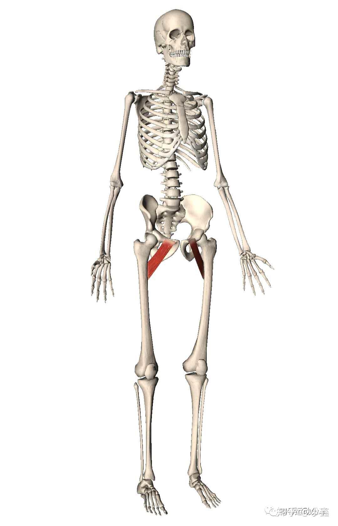 耻骨肌是大腿内侧肌肉中位置最高的肌肉,位于腹股沟的褶皱深处