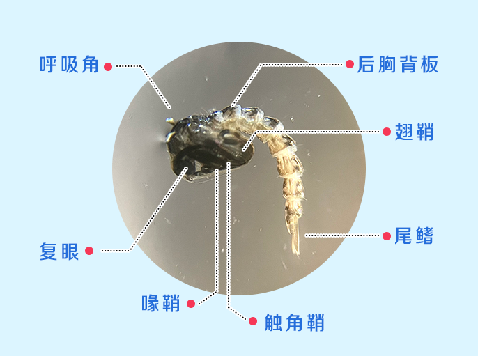 蚊子身体结构图片