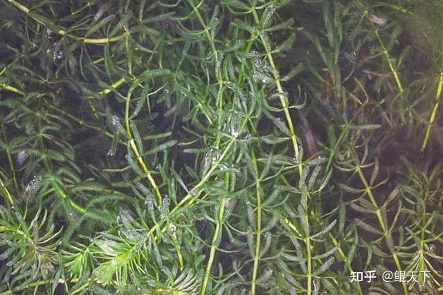 盘点6种叫蜈蚣草的水草