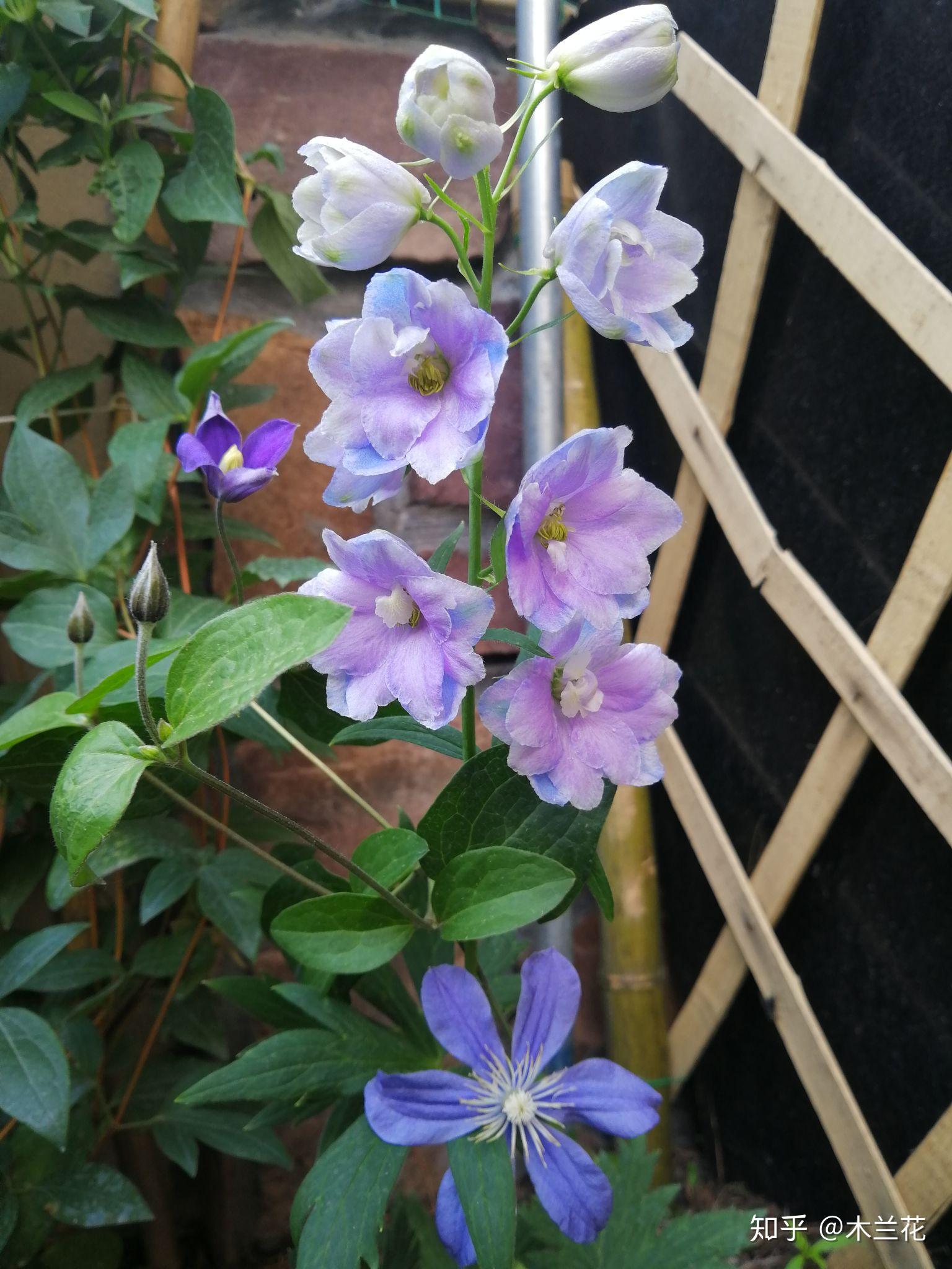 姬金鱼草,学名linaria moroccana,别名柳穿鱼小金鱼草摩洛哥柳穿鱼,科