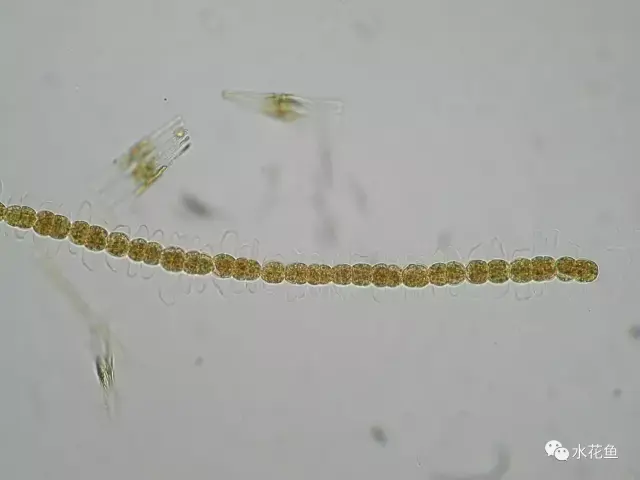 高清图谱(下):水体浮游生物——绿藻门以外的浮游植物51种 - 知乎