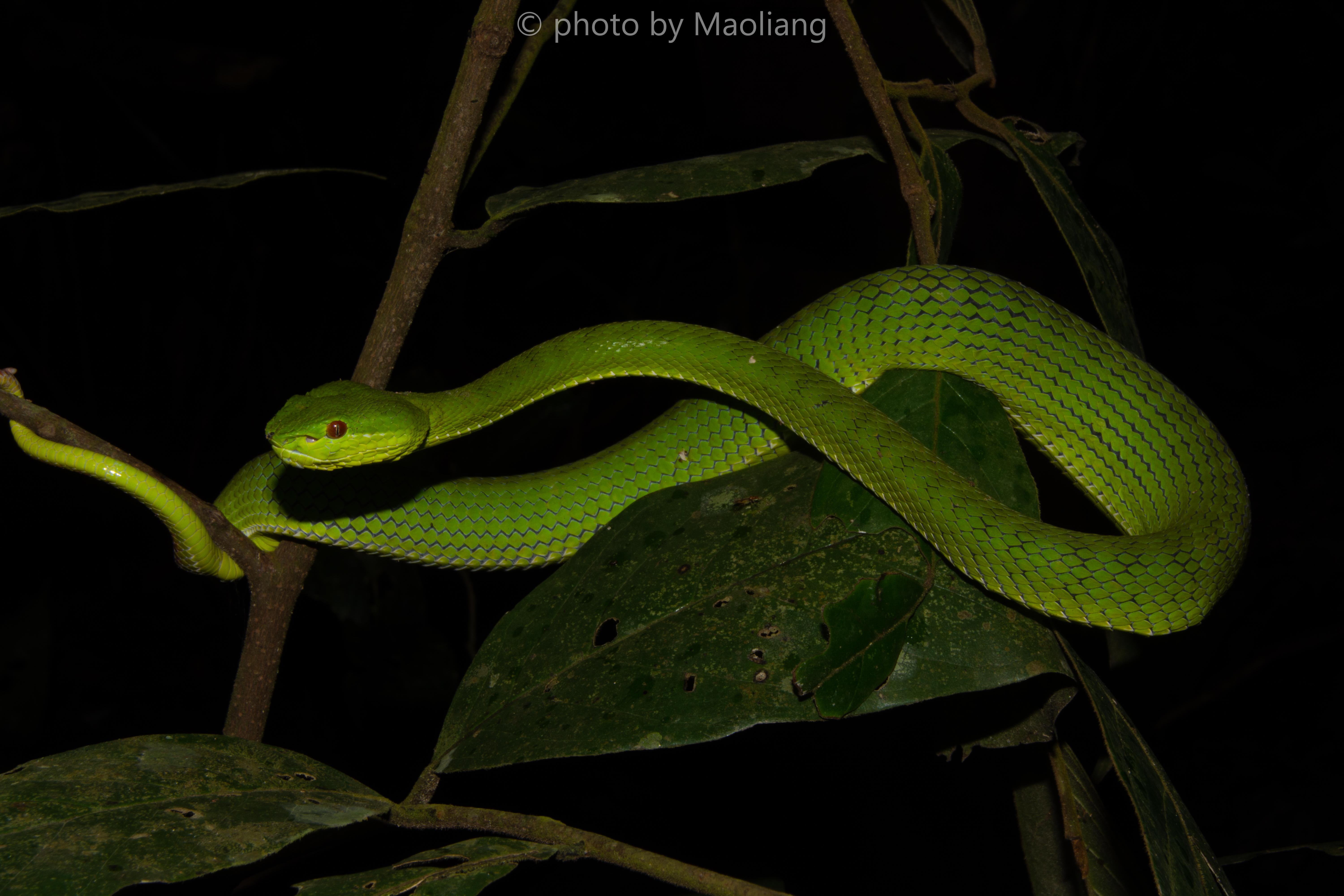 继续往里前进,坡普竹叶青蛇popeia popeorum出现了,它可能是在这种