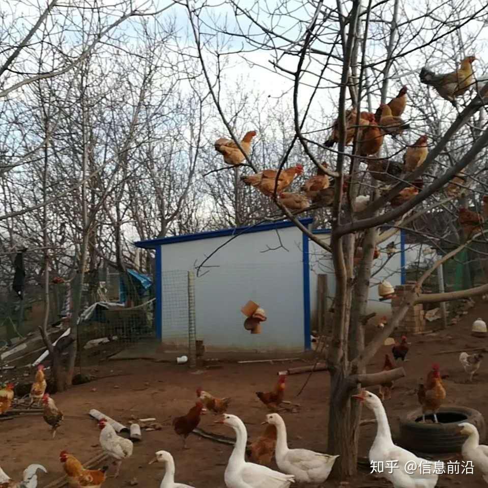 新安县南李村镇懈寺村山坡上有一坡爬树鸡