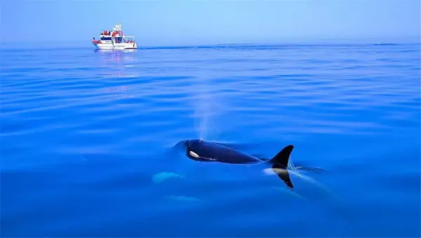 花见の盛夏 北海道夏日人气旅行地 梦幻花海 观鲸 云瀑 太治愈了 知乎