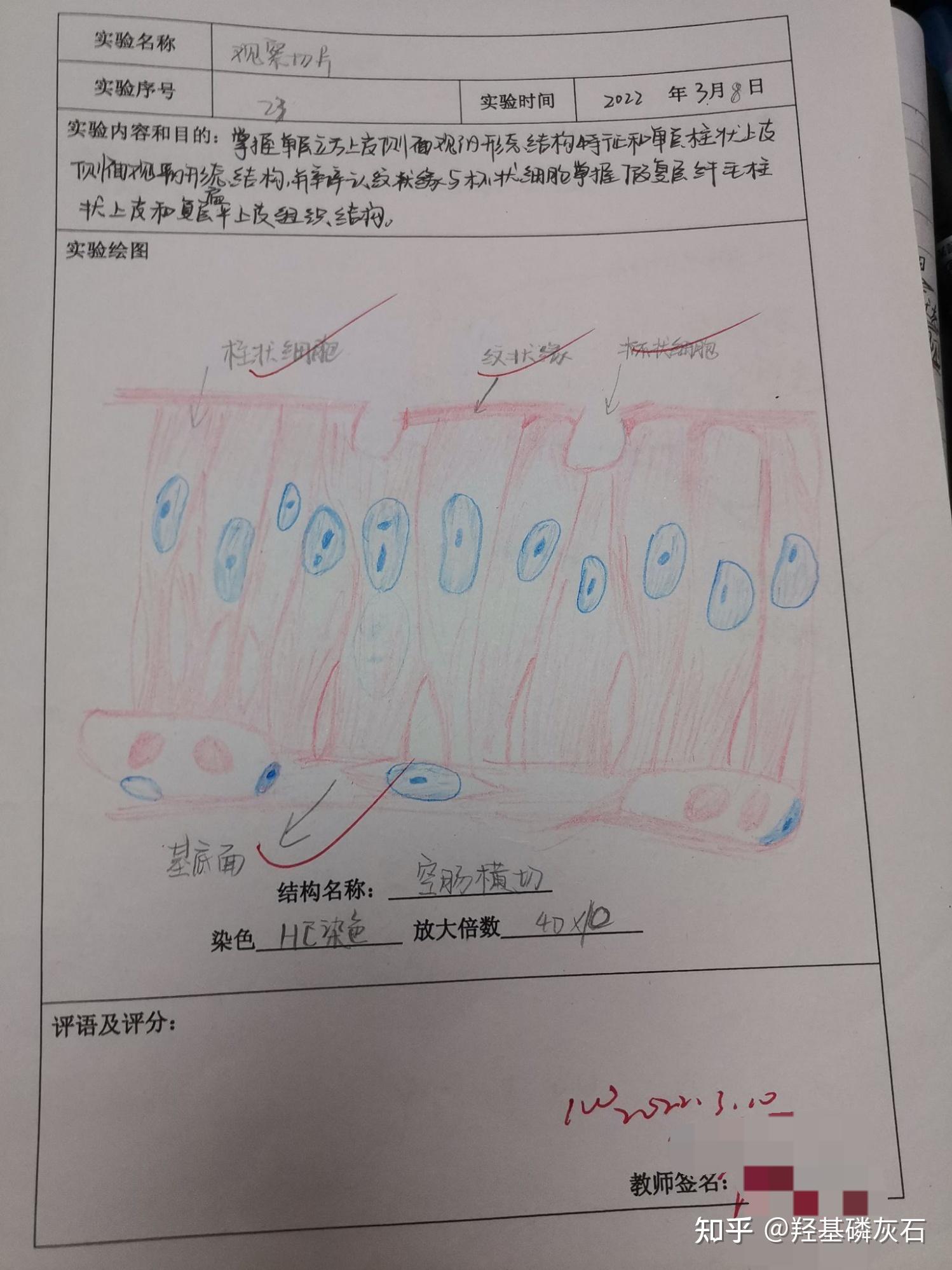 骨骼肌实验报告手绘图图片