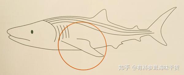 金山勾翅 金山勾翅 双偶网