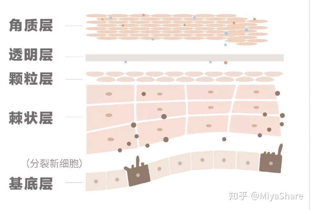 與日常護膚品使用直接相關的是皮膚表皮層.