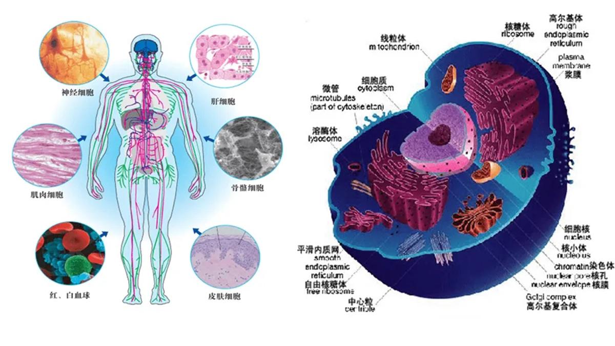 taa medical统恩医学专家教你