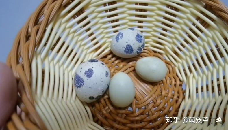 白沙维鹌鹑和芦丁鸡的区别