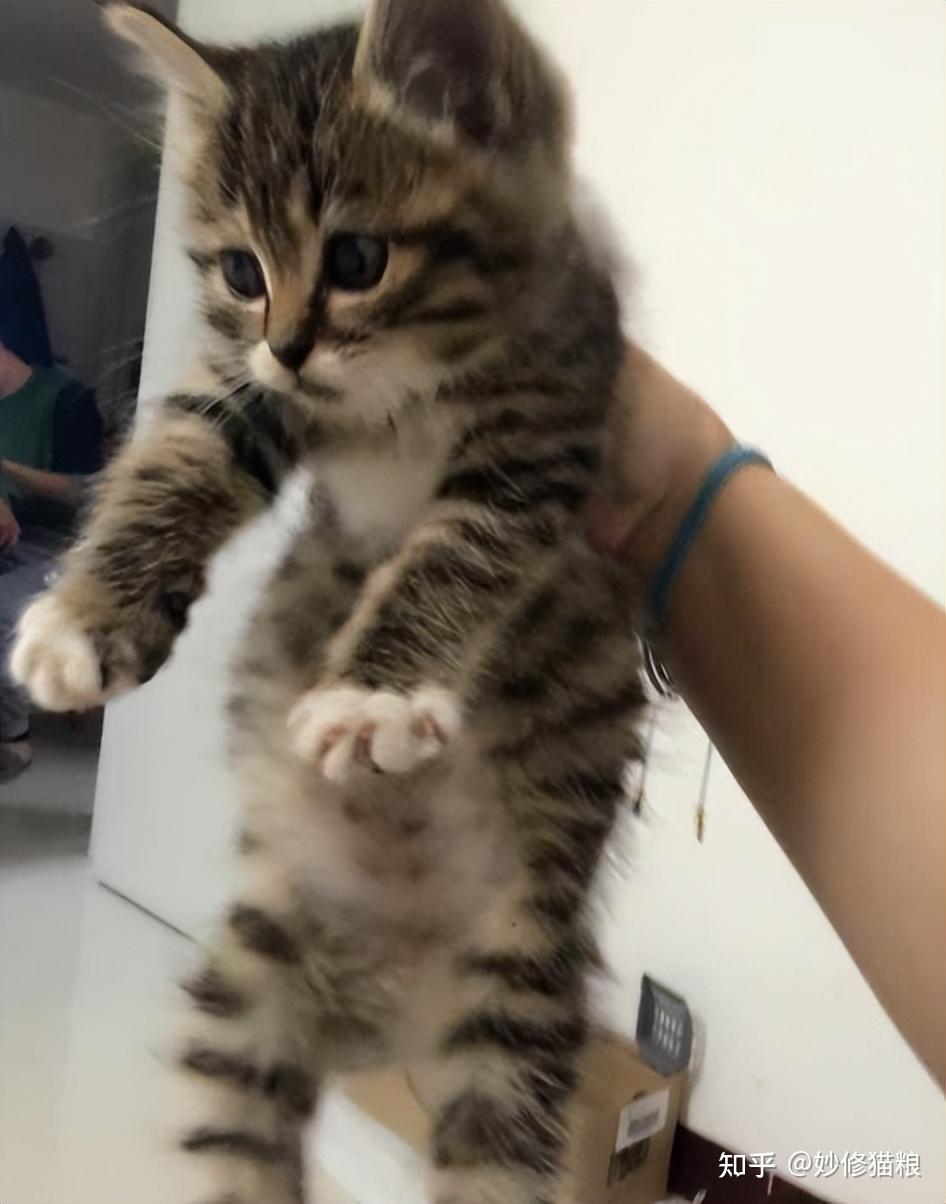 4,提起猫的后颈脖