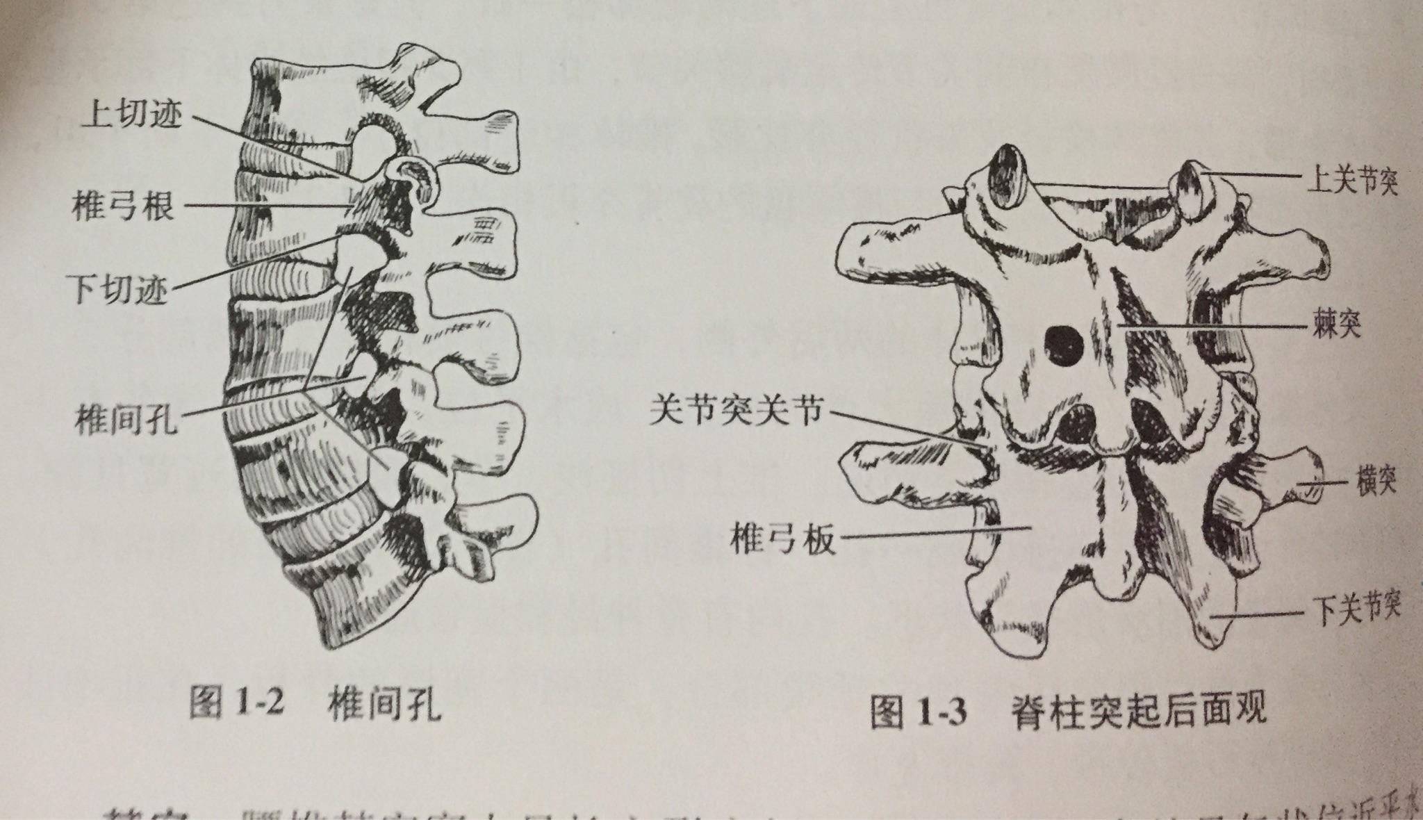 椎弓位置图片图片