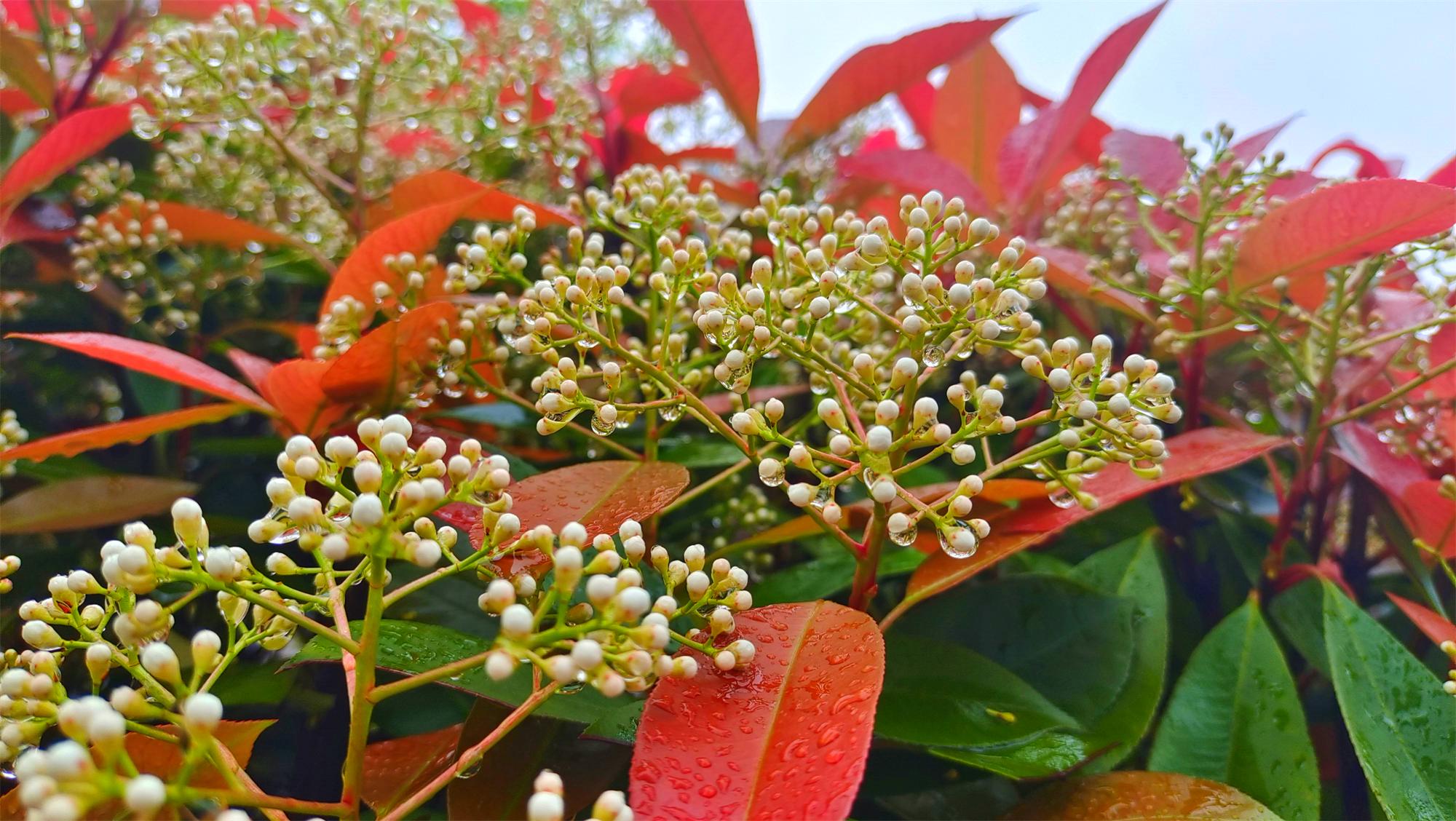 美丽吉安:春雨中即将绽放的石楠花