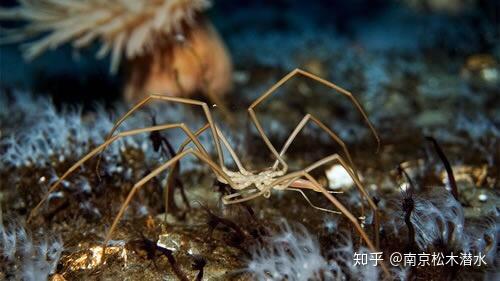 海蜘蛛 - 知乎