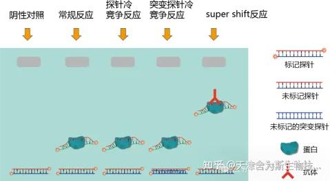 【实验干货】（EMSA)蛋白-DNA互作凝胶迁移实验原理及应用 - 知乎