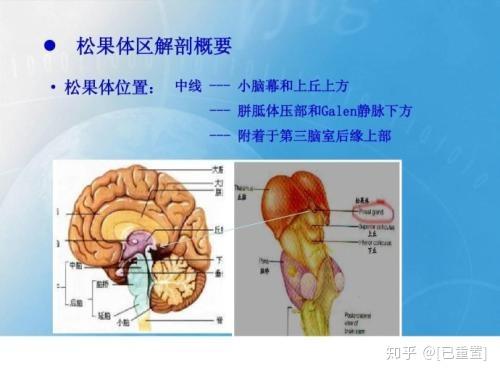 松果体开发会给我们带来什么 知乎