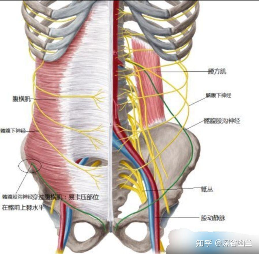 361个腧穴精准位置203219