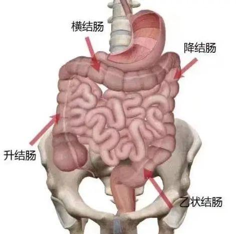 例如围绕肚脐周围,顺时针从右下向上再向下,即按照从升结肠,横结肠到