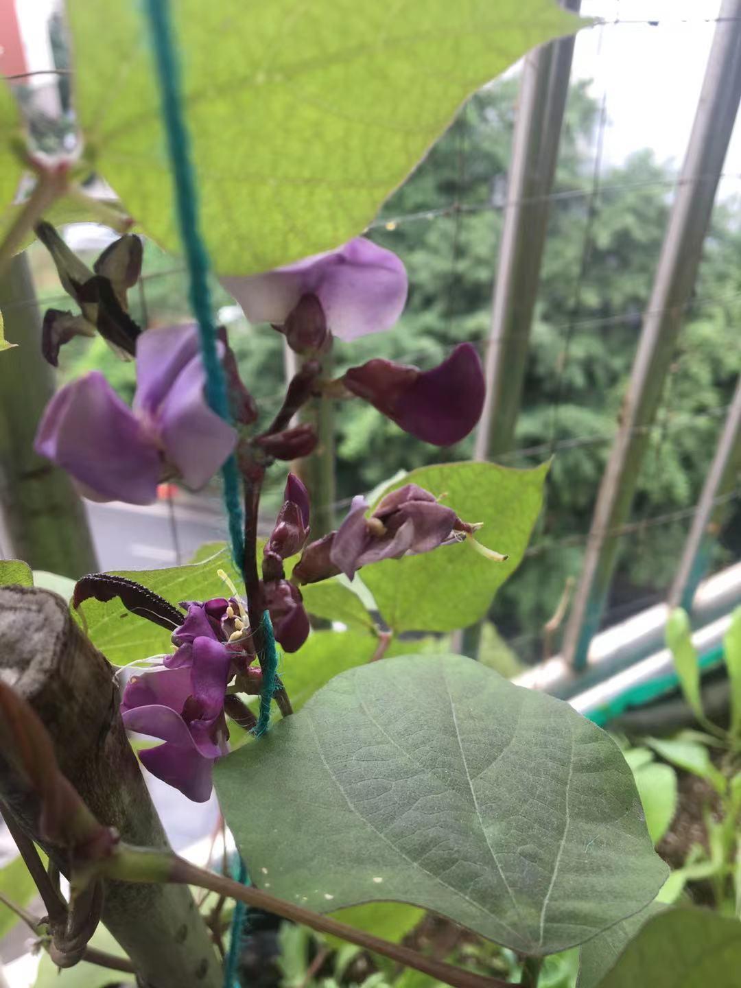 如何在阳台种植紫扁豆一串串是花也是食物可持续生态阳台不能少了它