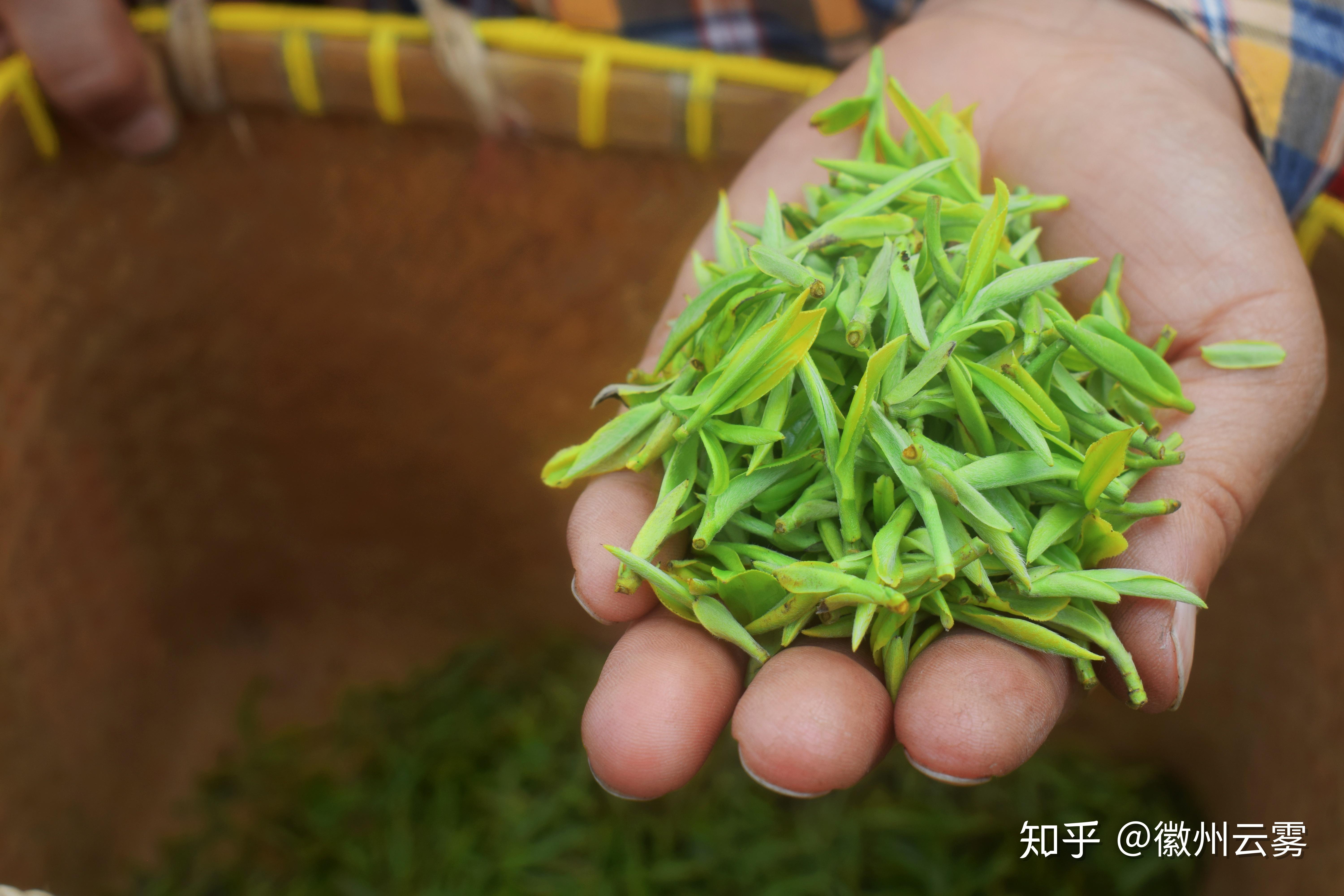 什麼是正宗的黃山毛峰走進自家高山茶園